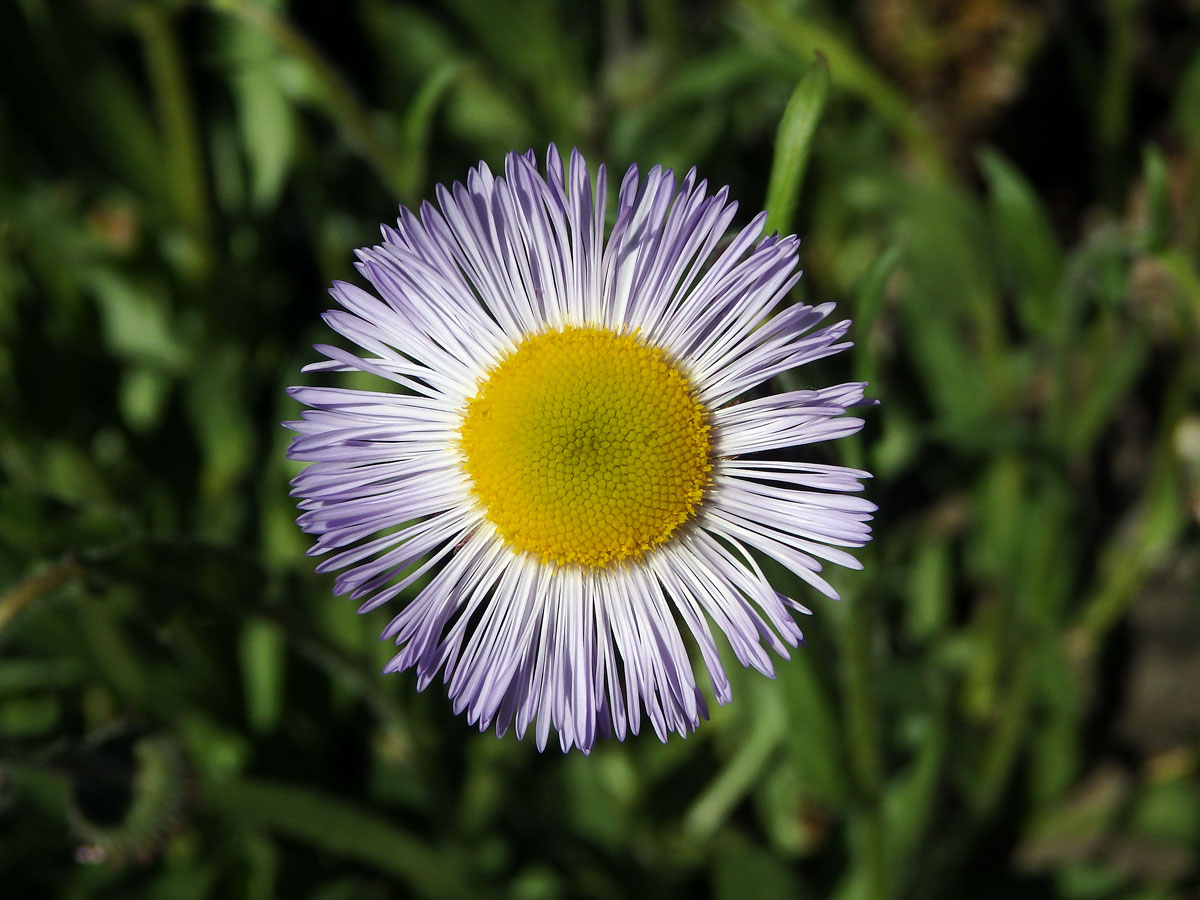 Turan (Erigeron glabellus Nutt.)