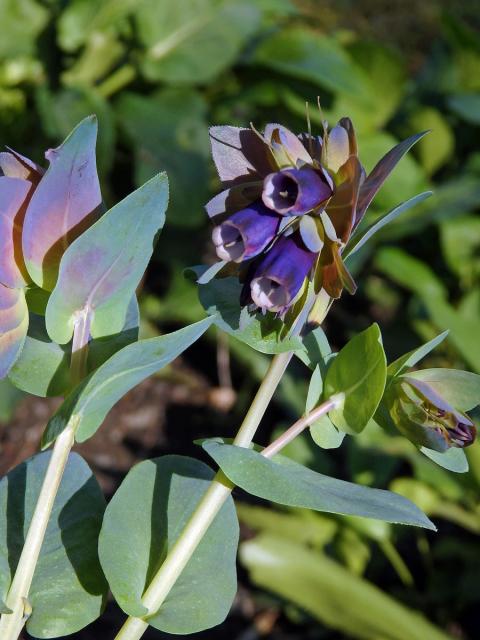 Voskovka větší (Cerinthe major L.)