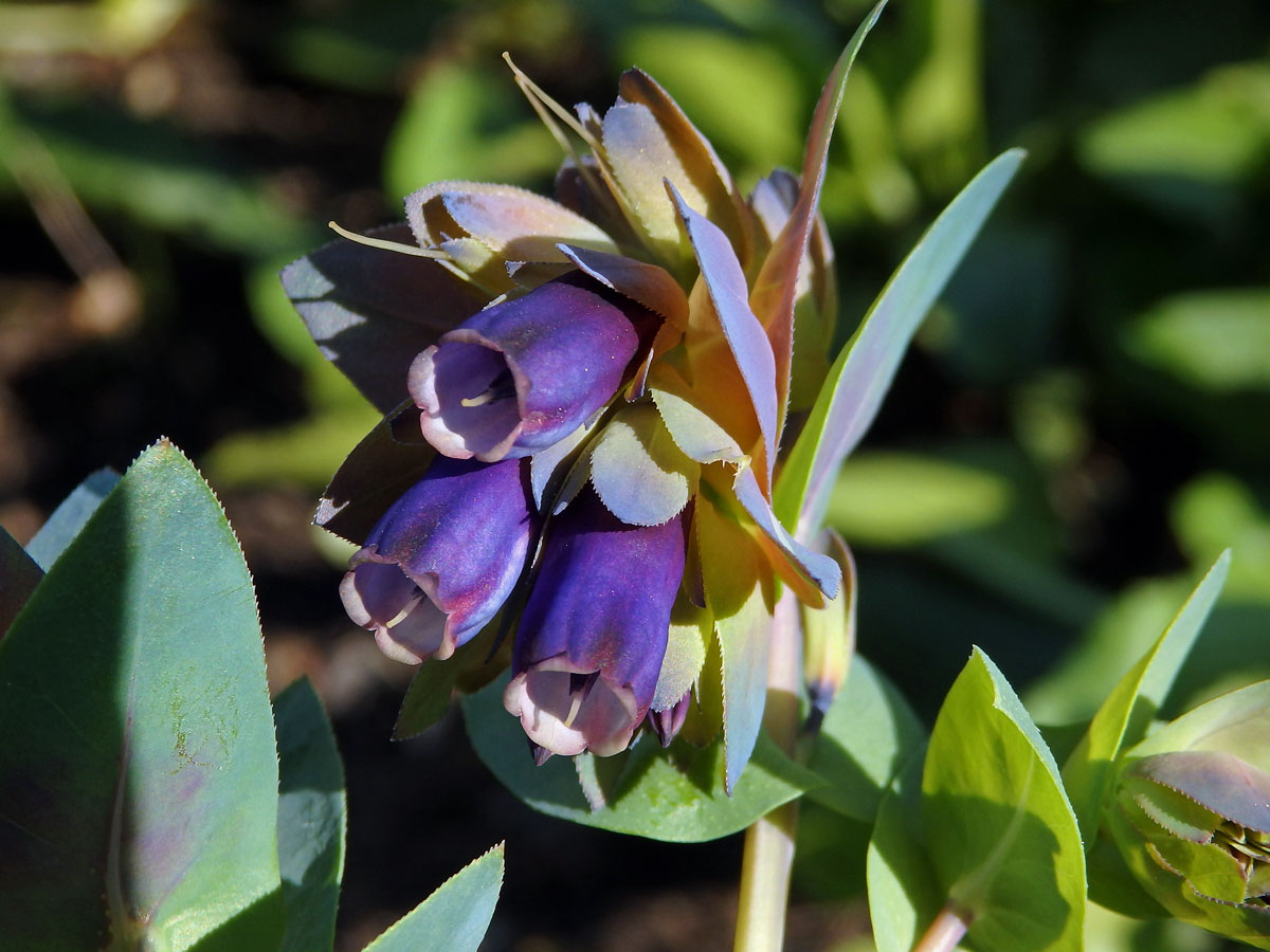 Voskovka větší (Cerinthe major L.)