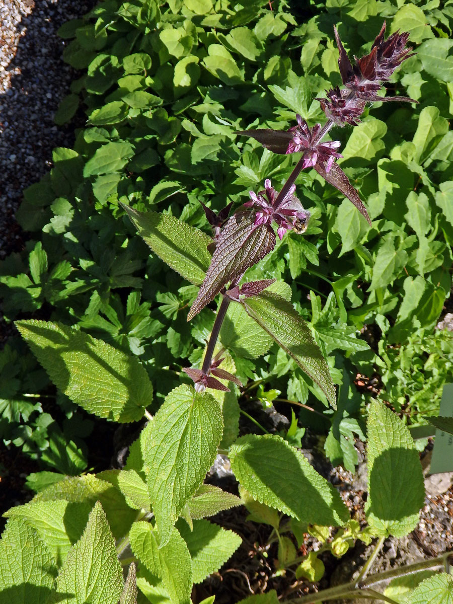 Čistec alpínský (Stachys alpina L.)