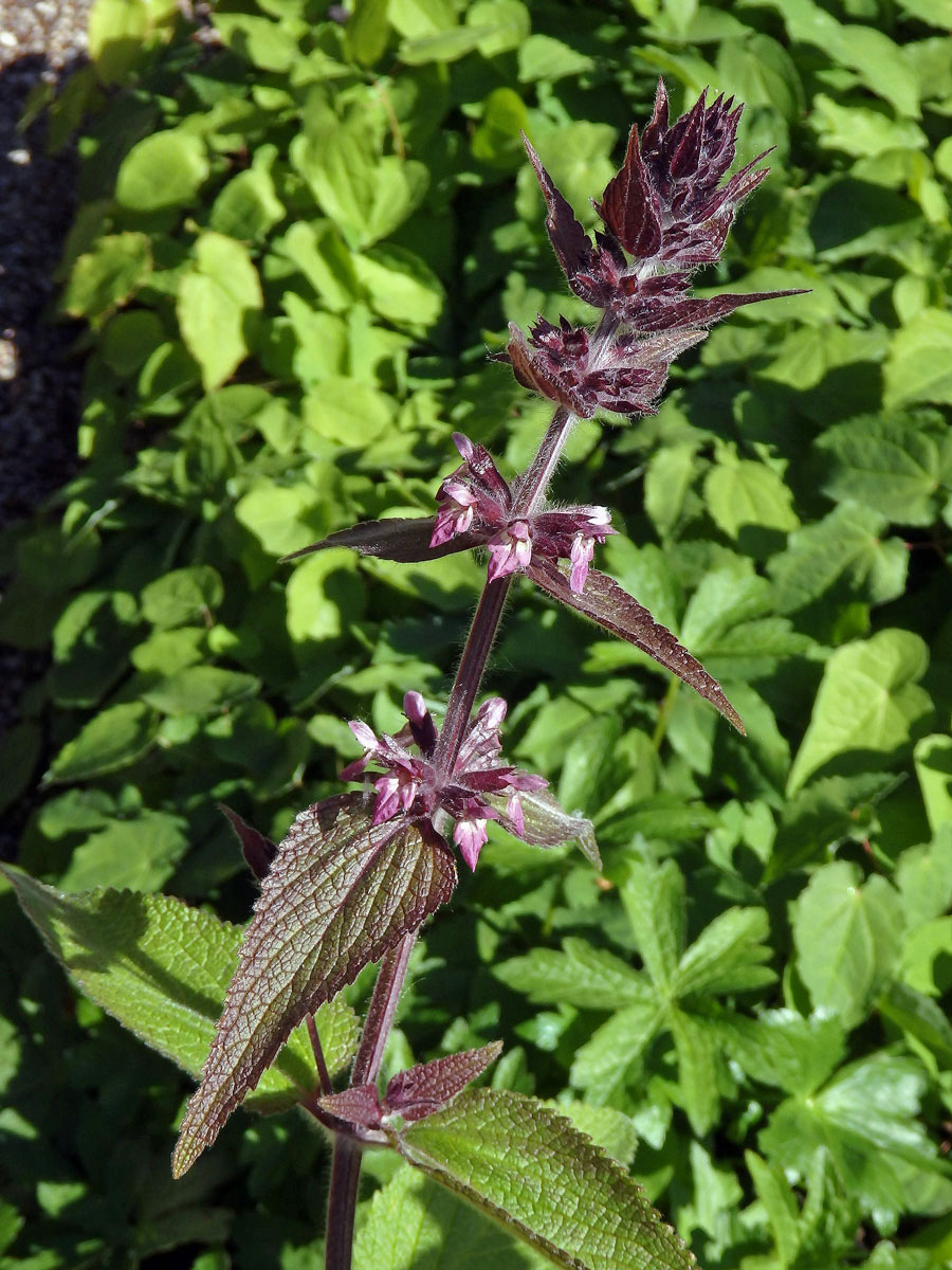 Čistec alpínský (Stachys alpina L.)