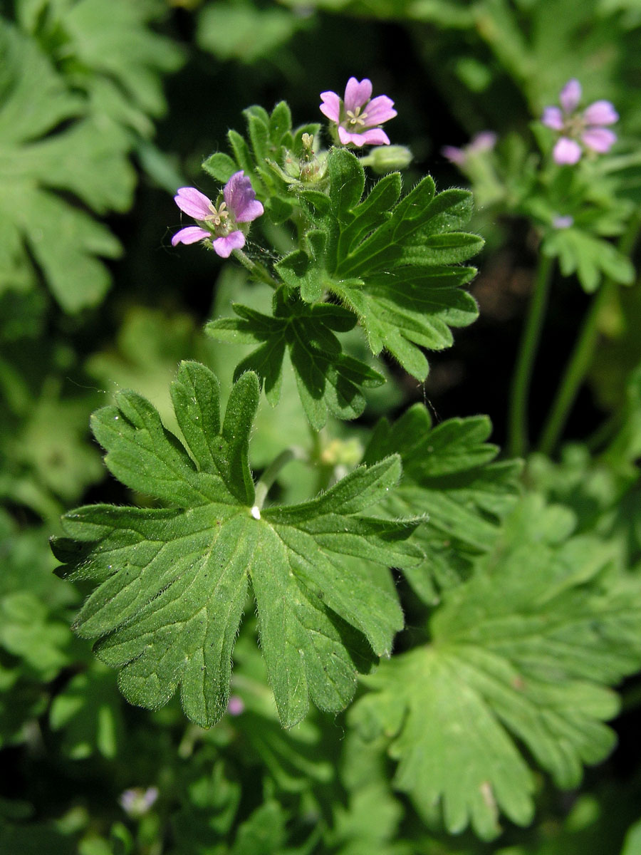 Kakost maličký (Geranium pusillum Burm. fil.)