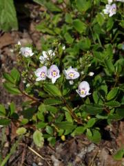 Parahebe lyallii (Hook. f.) W. R. B. Oliv.