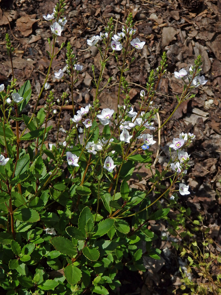 Parahebe lyallii (Hook. f.) W. R. B. Oliv.