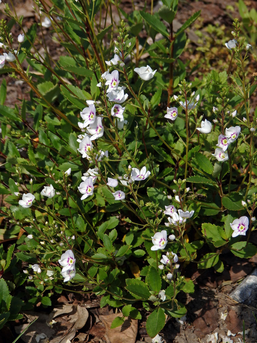 Parahebe lyallii (Hook. f.) W. R. B. Oliv.