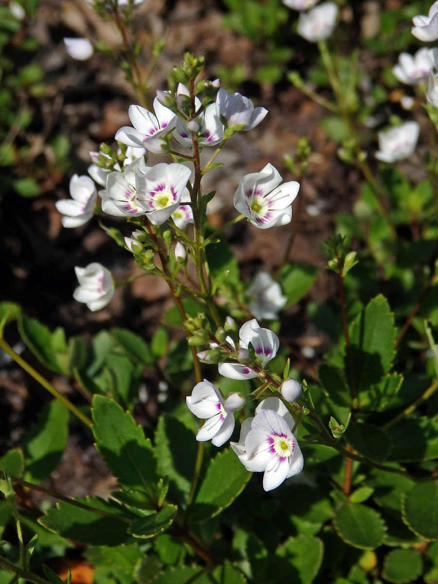 Parahebe lyallii (Hook. f.) W. R. B. Oliv.