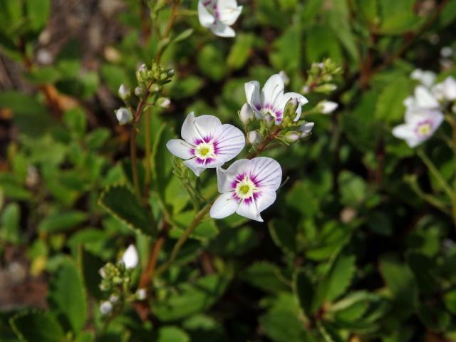 Parahebe lyallii (Hook. f.) W. R. B. Oliv.