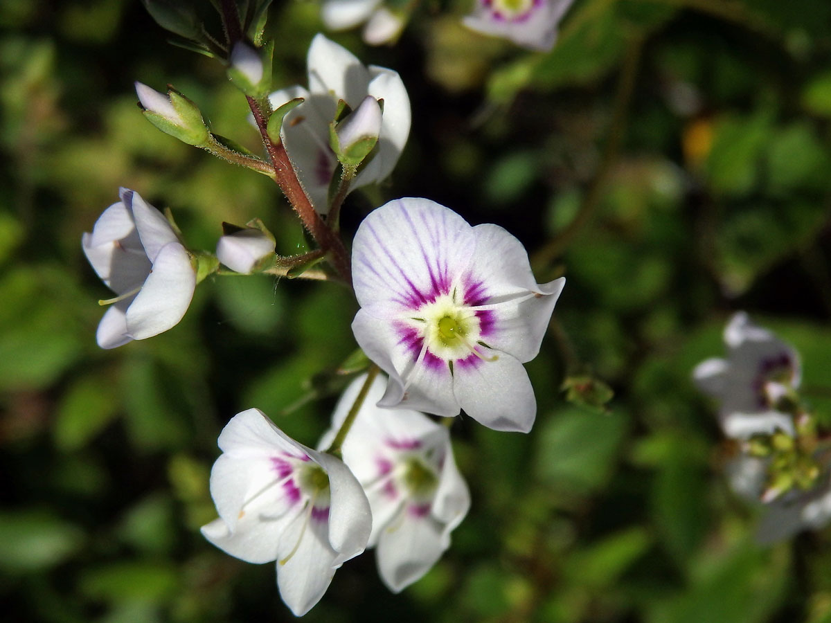 Parahebe lyallii (Hook. f.) W. R. B. Oliv.