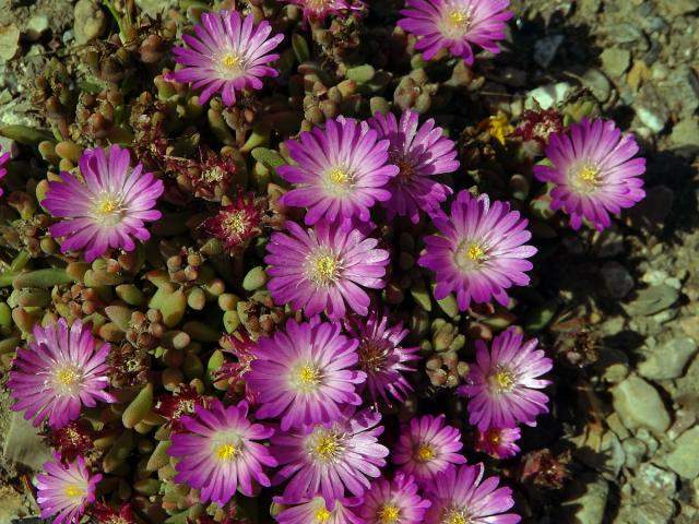 Delosperma (Delosperma aberdeenense (L. Bolus) L. Bolus)