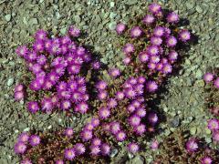 Delosperma (Delosperma aberdeenense (L. Bolus) L. Bolus)