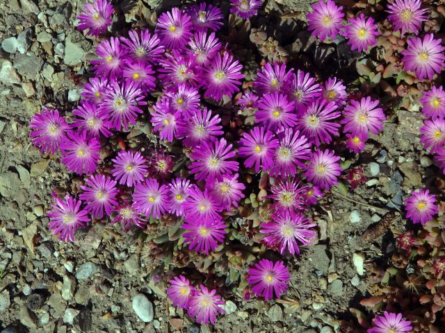 Delosperma (Delosperma aberdeenense (L. Bolus) L. Bolus)