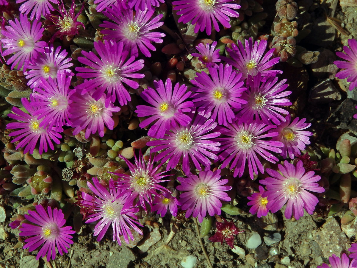 Delosperma (Delosperma aberdeenense (L. Bolus) L. Bolus)