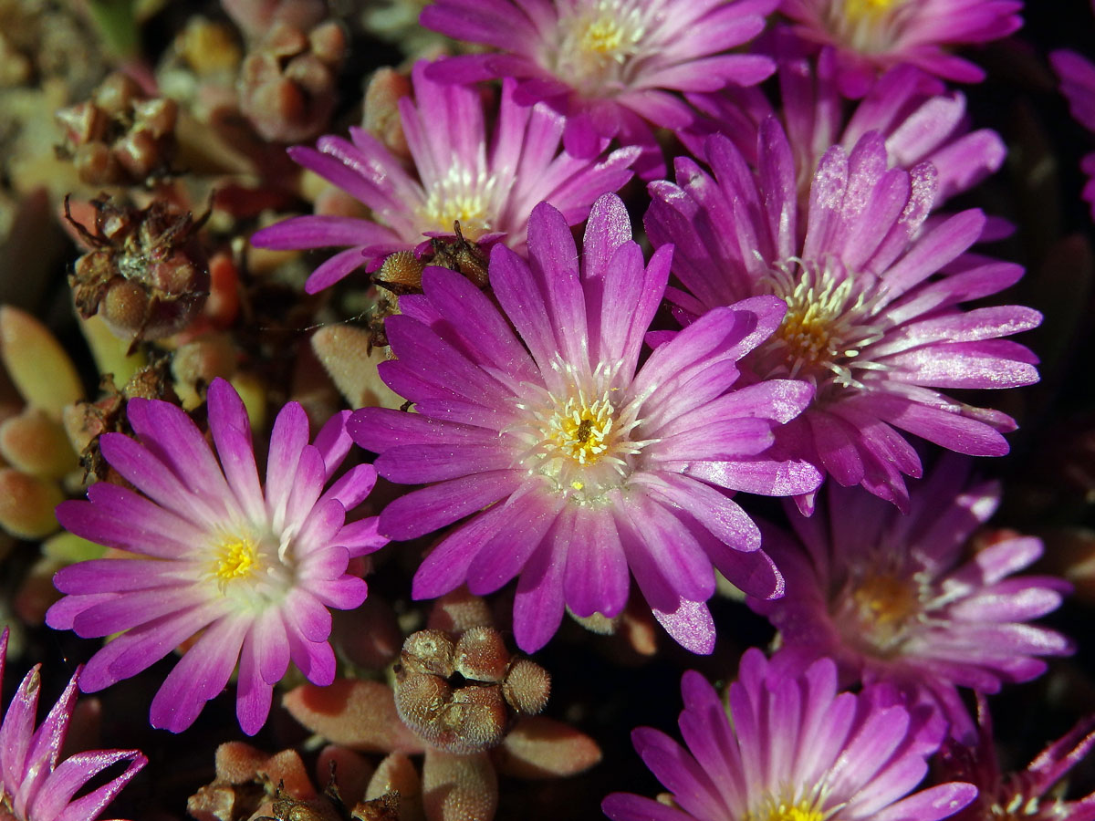 Delosperma (Delosperma aberdeenense (L. Bolus) L. Bolus)