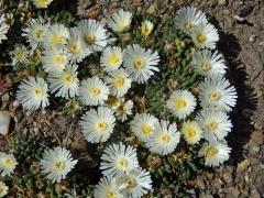 Delosperma (Delosperma basuticum L. Bolus)