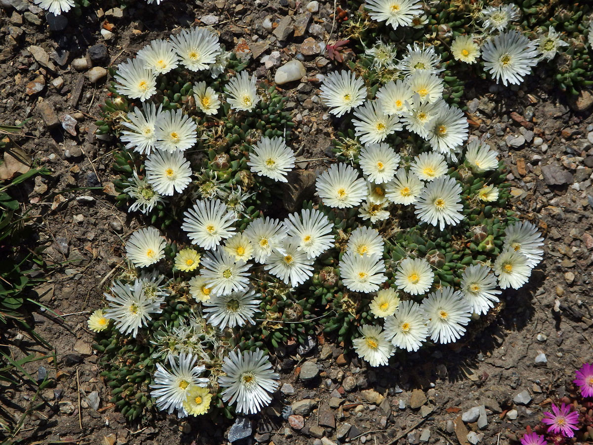 Delosperma (Delosperma basuticum L. Bolus)