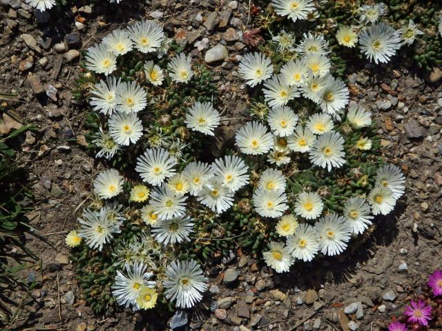 Delosperma (Delosperma basuticum L. Bolus)