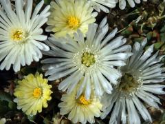 Delosperma (Delosperma basuticum L. Bolus)