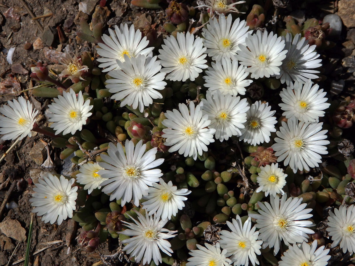 Delosperma (Delosperma karroicum L. Bolus)