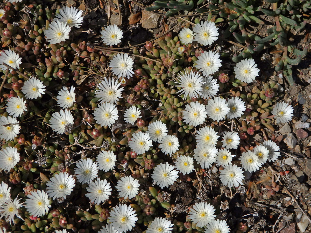 Delosperma (Delosperma karroicum L. Bolus)