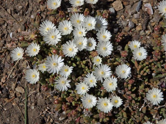 Delosperma (Delosperma karroicum L. Bolus)