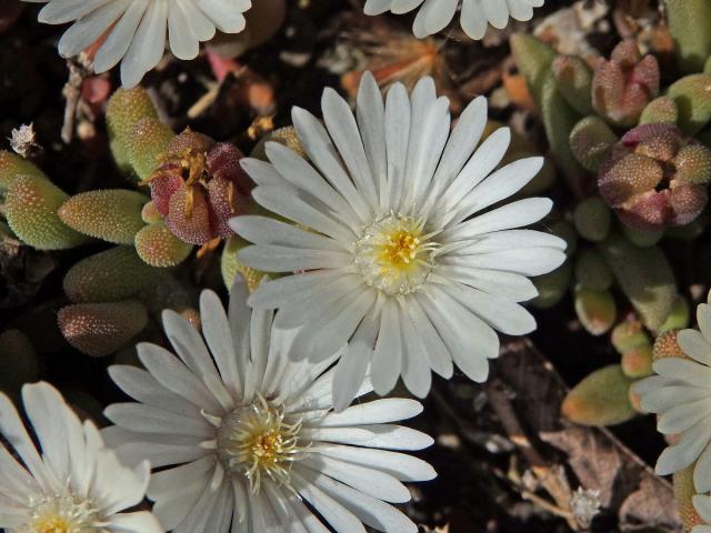 Delosperma (Delosperma karroicum L. Bolus)