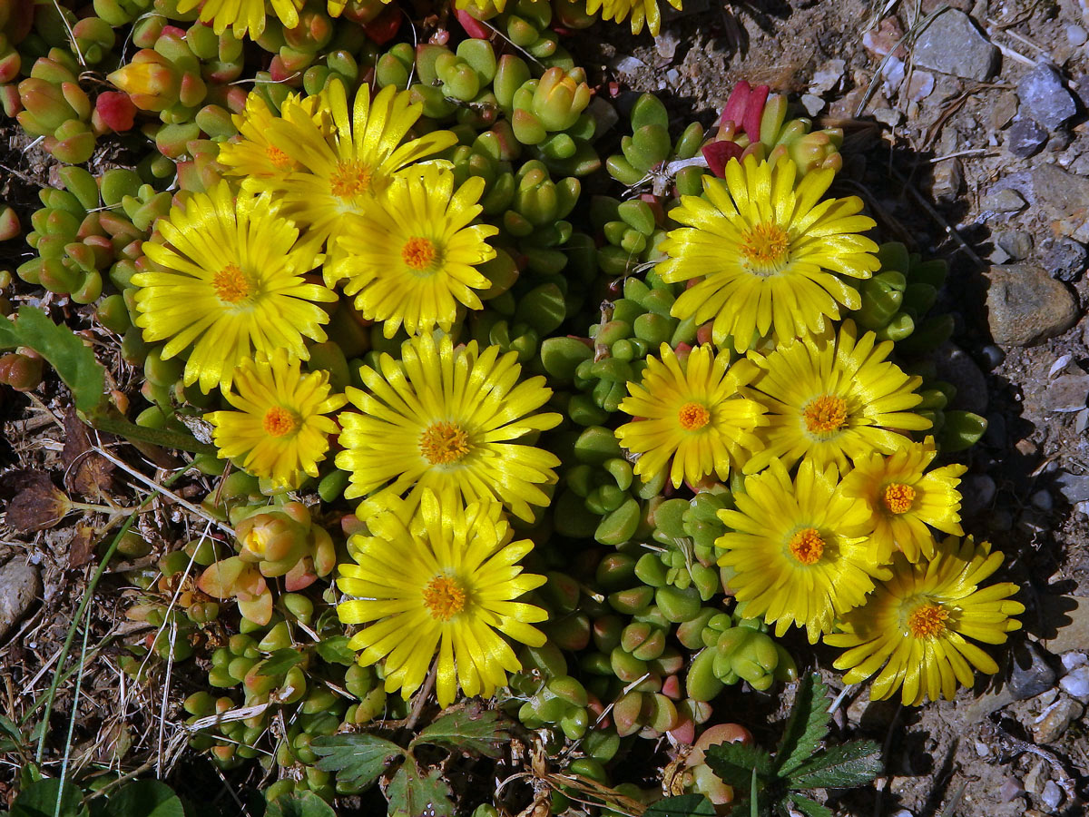 Delosperma (Delosperma nubigenum (Schltr.) L. Bolus)