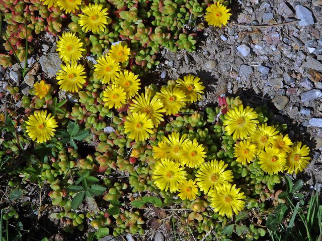 Delosperma (Delosperma nubigenum (Schltr.) L. Bolus)