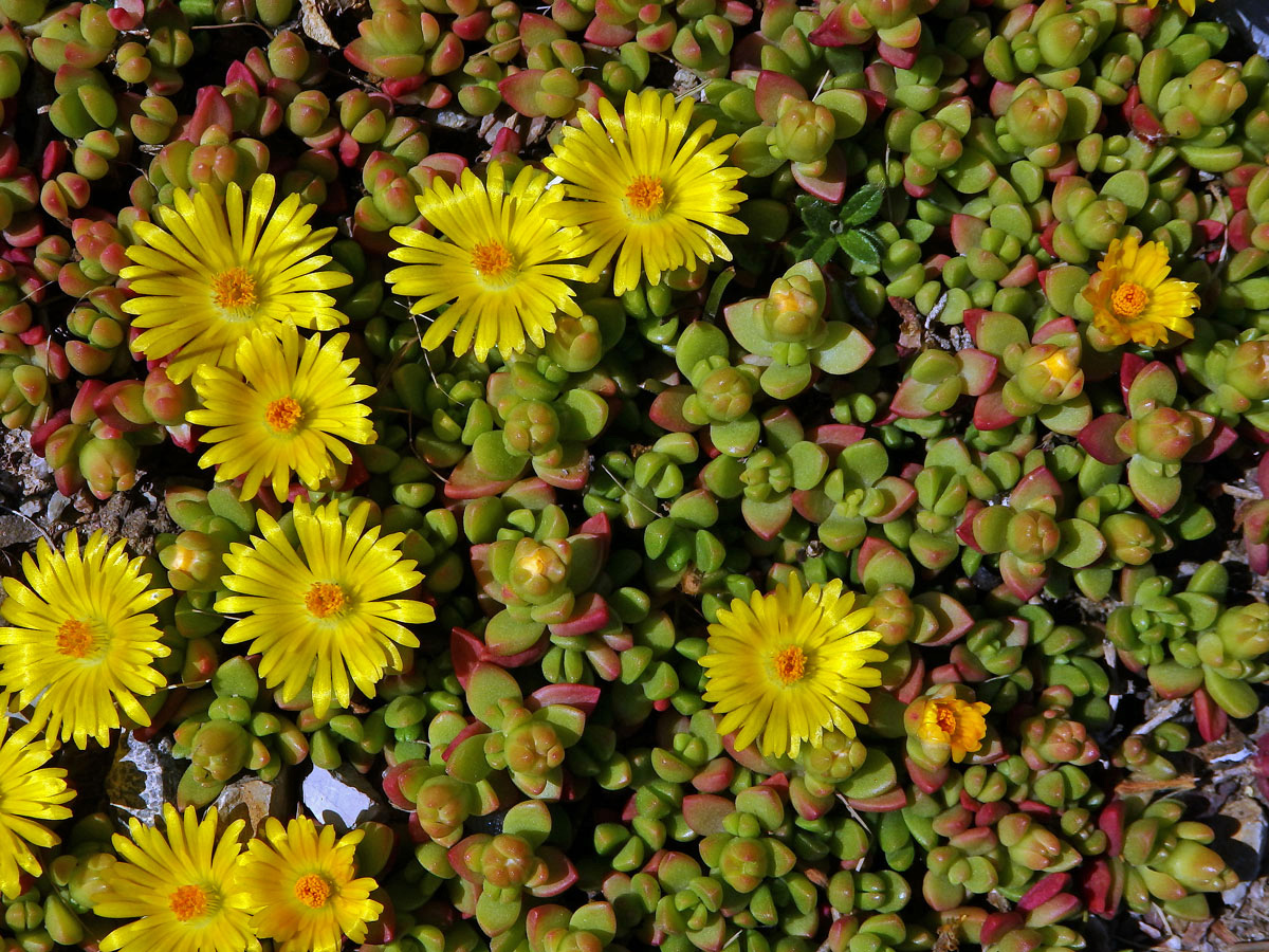 Delosperma (Delosperma nubigenum (Schltr.) L. Bolus)