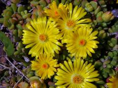 Delosperma (Delosperma nubigenum (Schltr.) L. Bolus)