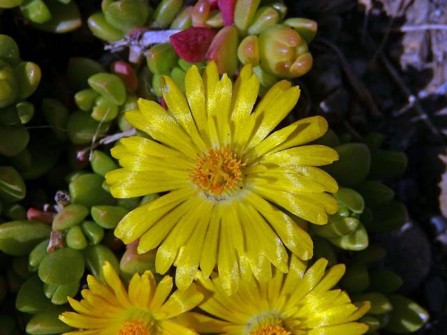 Delosperma (Delosperma nubigenum (Schltr.) L. Bolus)