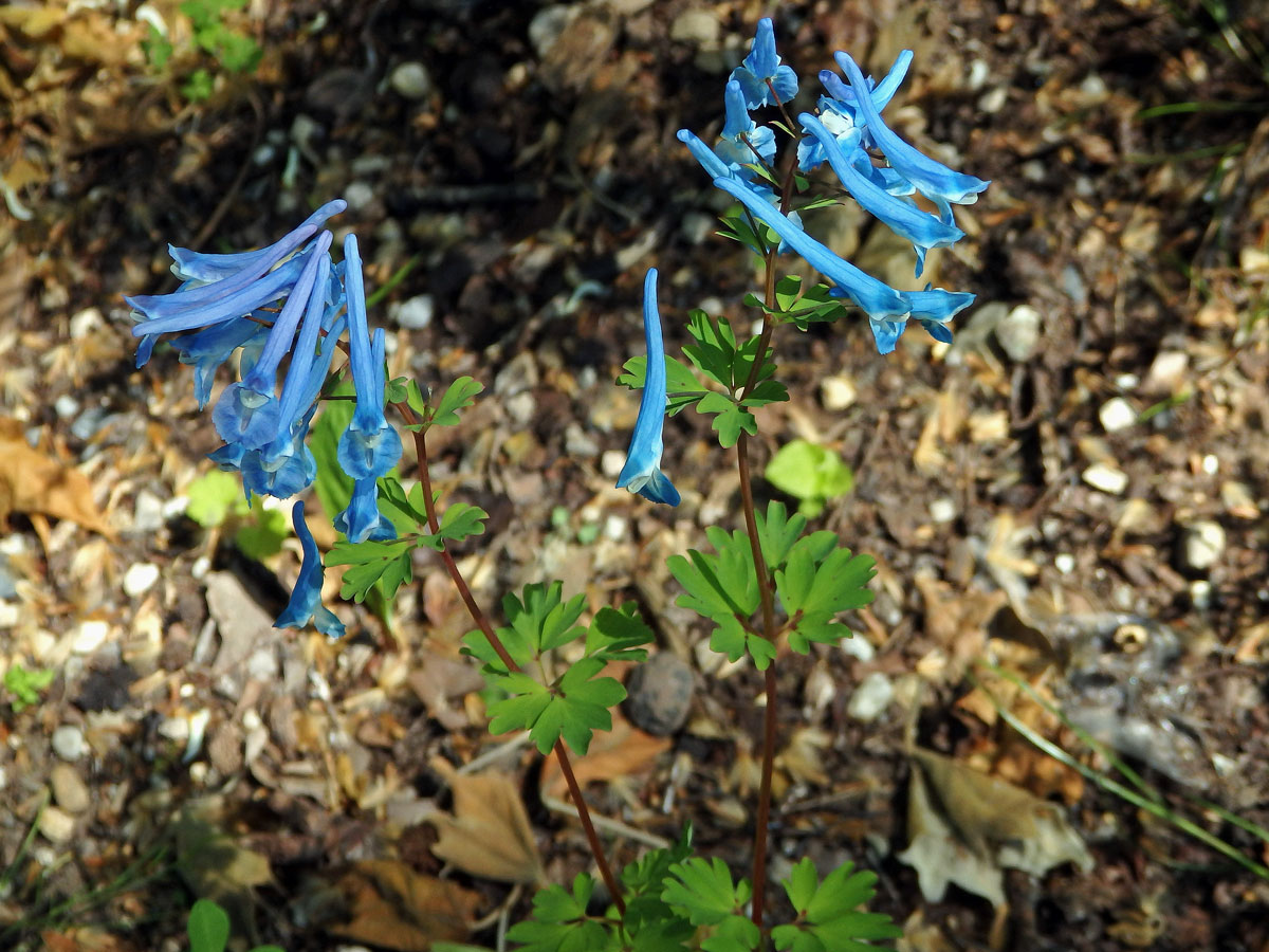 Dymnivka (Corydalis buschii Nakai)