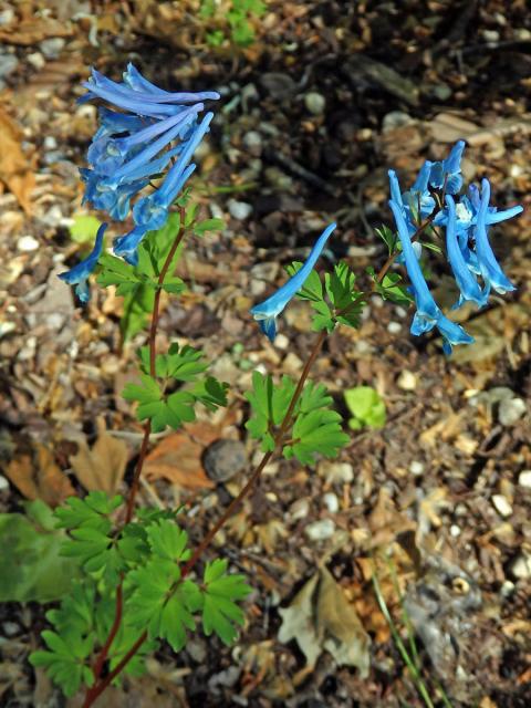 Dymnivka (Corydalis buschii Nakai)