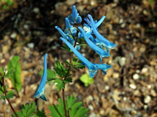 Dymnivka (Corydalis buschii Nakai)