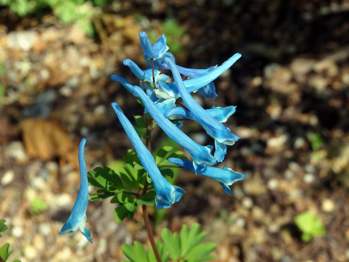 Dymnivka (Corydalis buschii Nakai)