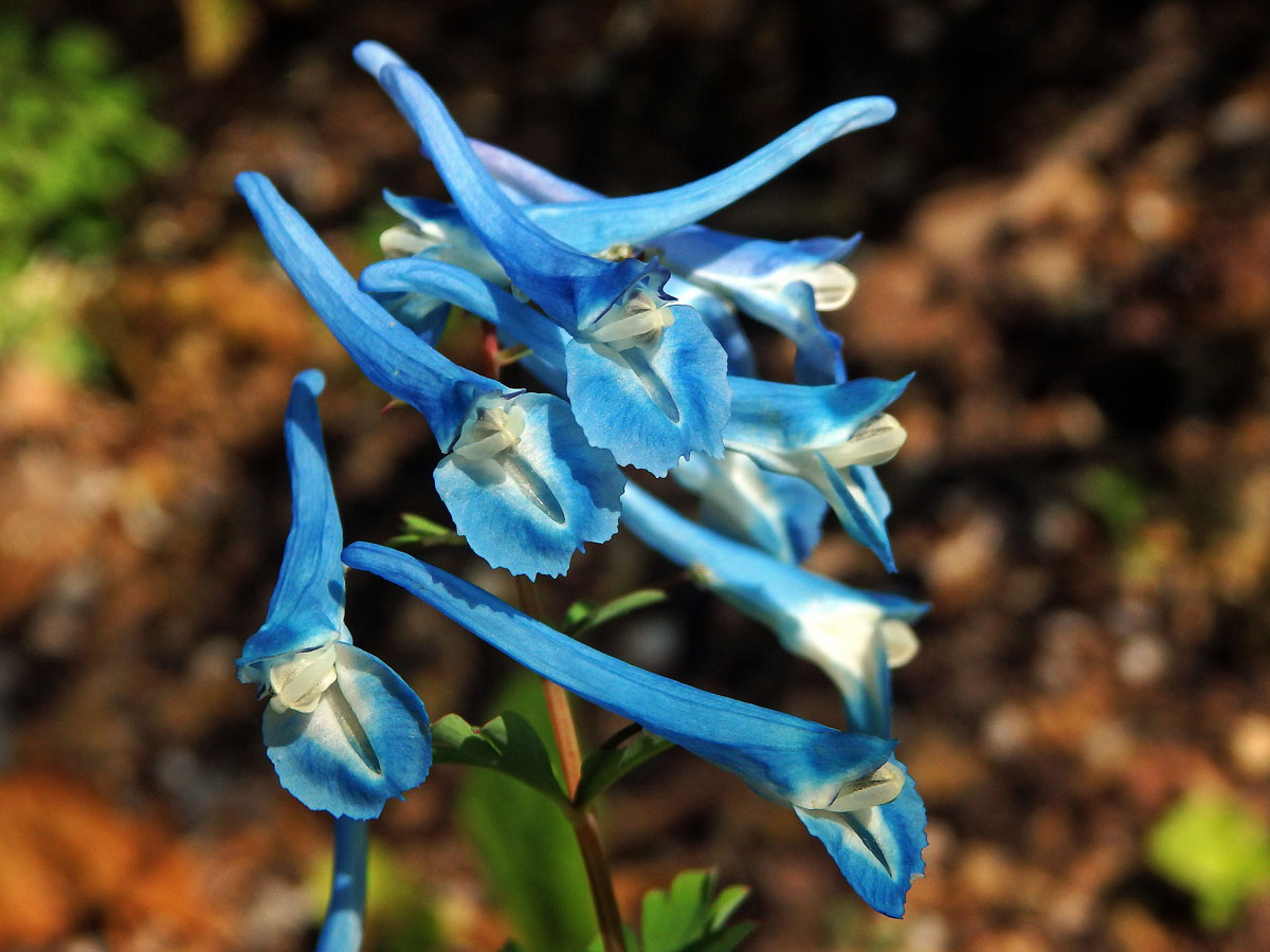 Dymnivka (Corydalis buschii Nakai)