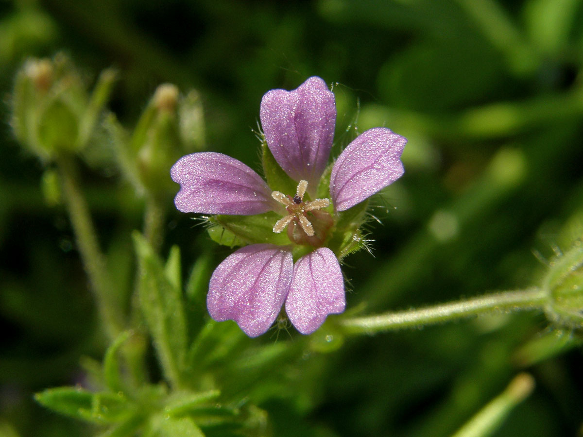 Kakost maličký (Geranium pusillum Burm. fil.)