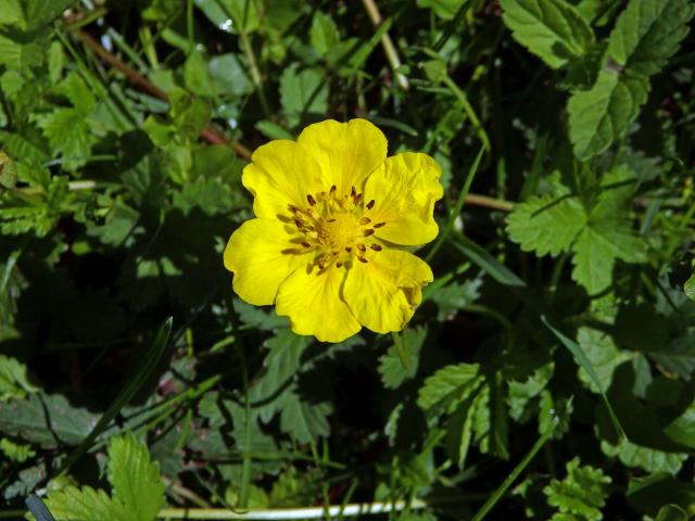 Mochna plazivá (Potentilla reptans L.) s šestičetným květem (4)