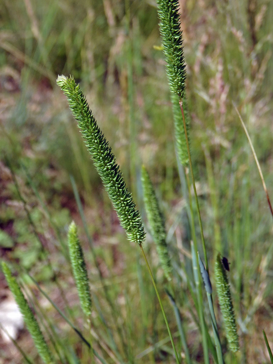 Bojínek tuhý (Phleum phleoides (L.) H. Karst.)