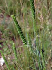 Bojínek tuhý (Phleum phleoides (L.) H. Karst.)     