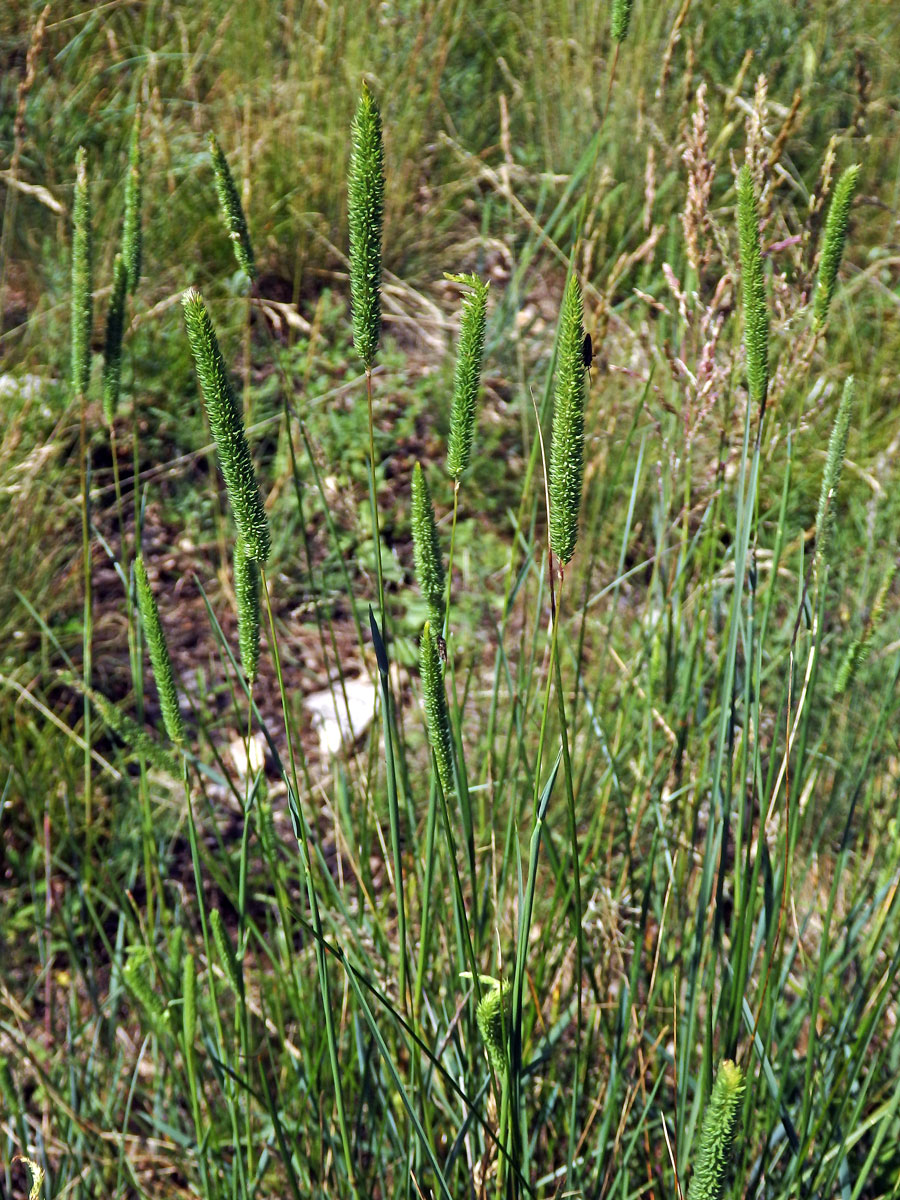 Bojínek tuhý (Phleum phleoides (L.) H. Karst.)