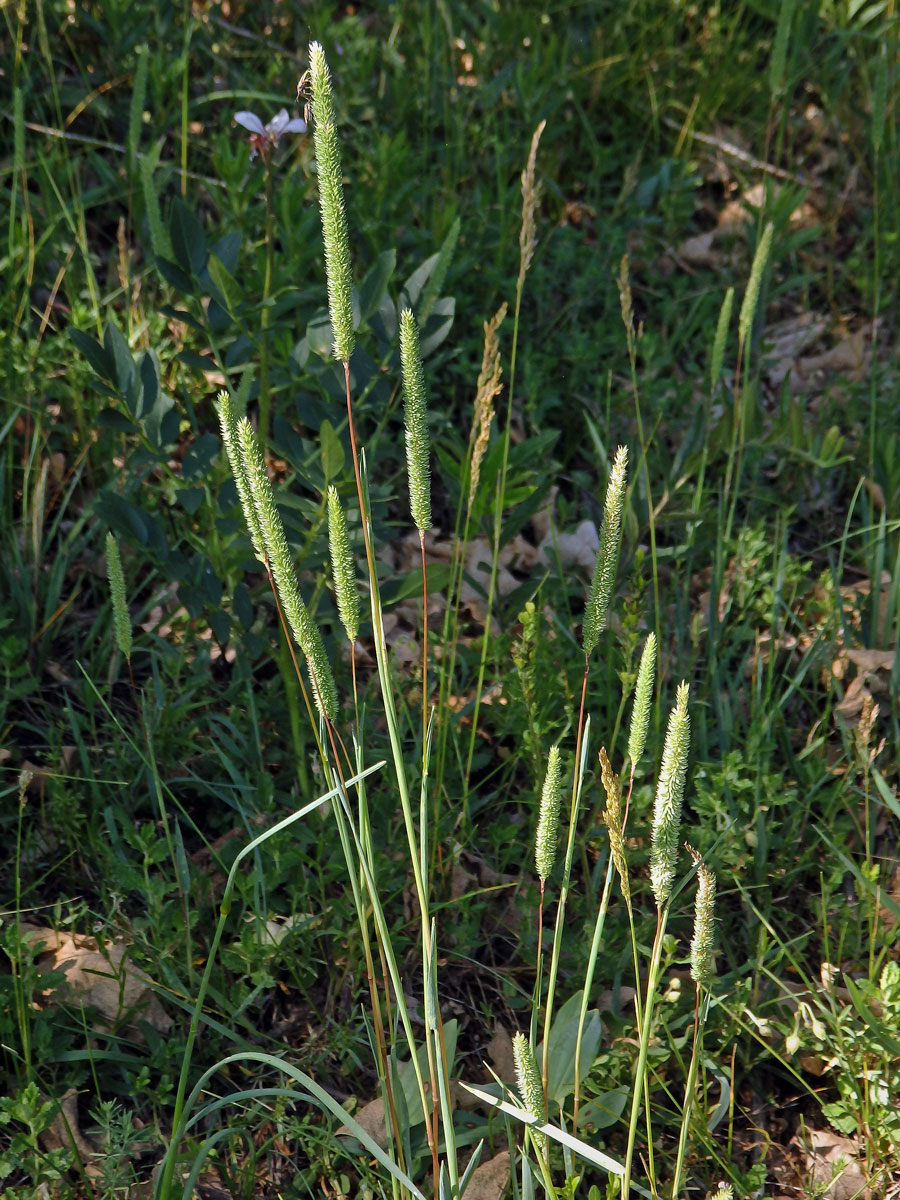 Bojínek tuhý (Phleum phleoides (L.) H. Karst.)