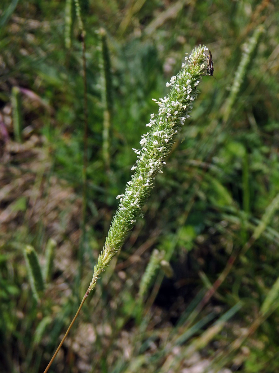 Bojínek tuhý (Phleum phleoides (L.) H. Karst.)