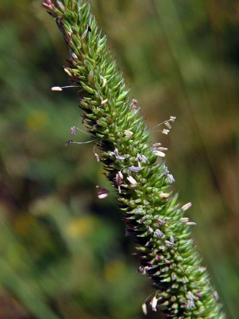 Bojínek tuhý (Phleum phleoides (L.) H. Karst.)