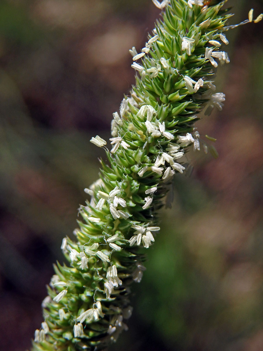 Bojínek tuhý (Phleum phleoides (L.) H. Karst.)