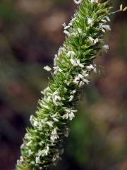 Bojínek tuhý (Phleum phleoides (L.) H. Karst.)