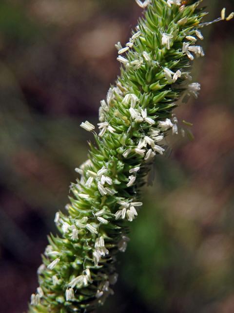 Bojínek tuhý (Phleum phleoides (L.) H. Karst.)