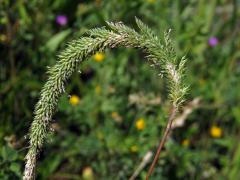 Bojínek tuhý (Phleum phleoides (L.) H. Karst.)