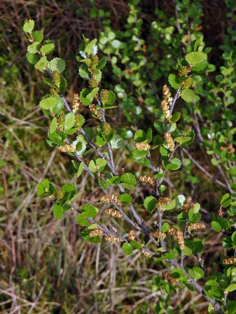 Bříza trpasličí (Betula nana L.)