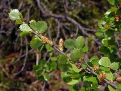 Bříza trpasličí (Betula nana L.)