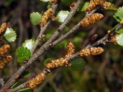 Bříza trpasličí (Betula nana L.)